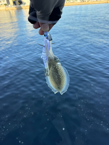 シリヤケイカの釣果