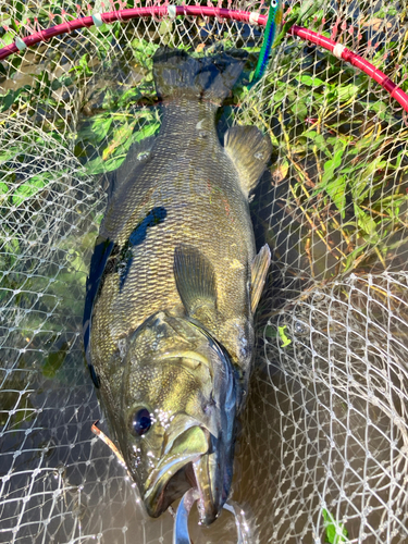 スモールマウスバスの釣果