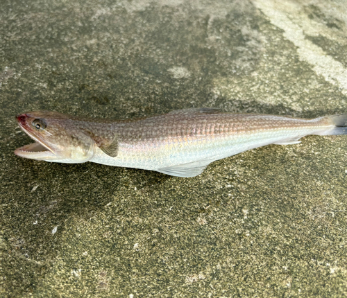 エソの釣果