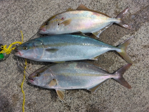 ショゴの釣果