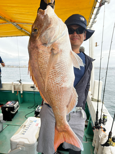 マダイの釣果