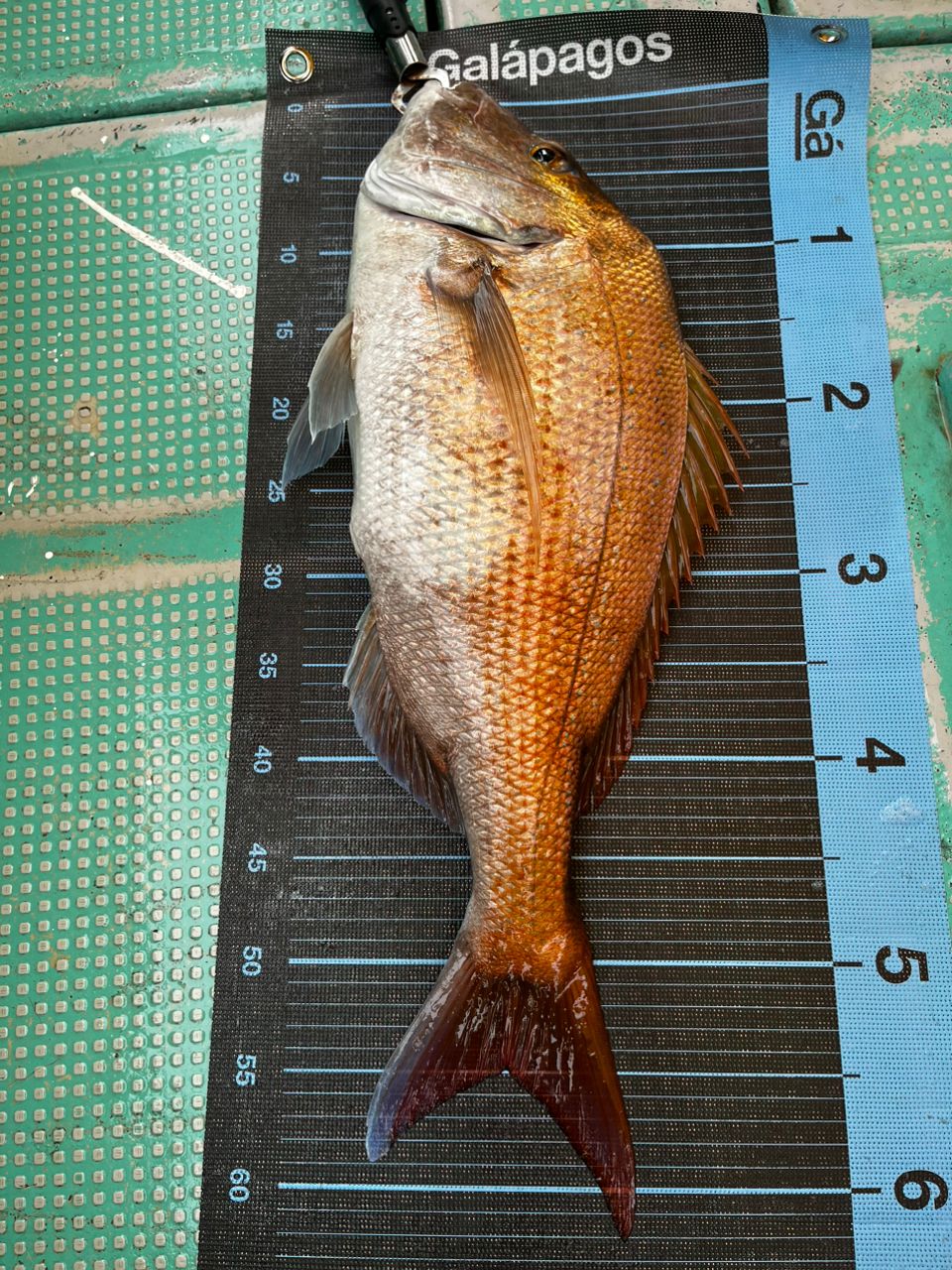 テッシンさんの釣果 2枚目の画像
