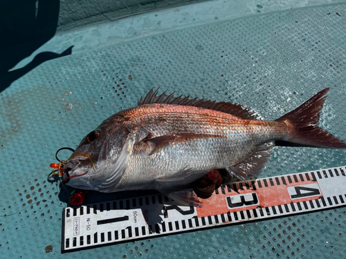 マダイの釣果