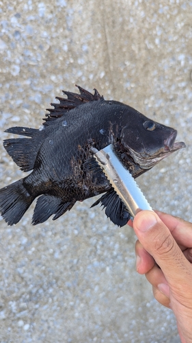 ヒゲダイの釣果