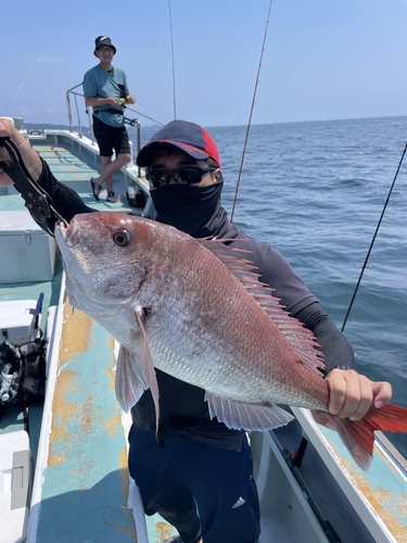 マダイの釣果