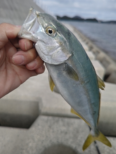 ワカシの釣果