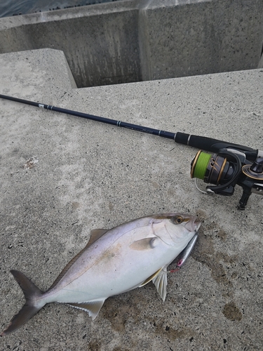 ショゴの釣果