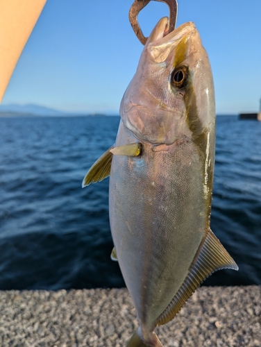 ネリゴの釣果