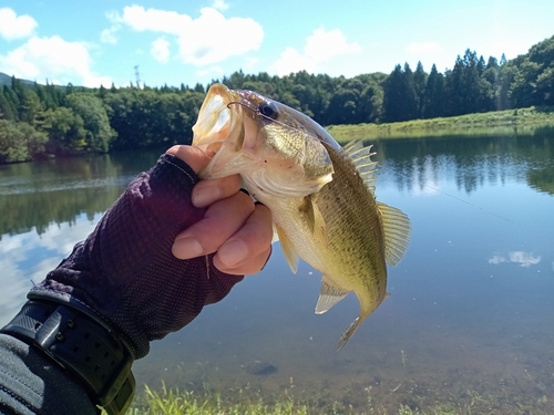 ラージマウスバスの釣果