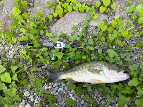 ブラックバスの釣果