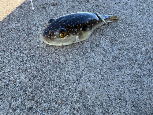 クサフグの釣果