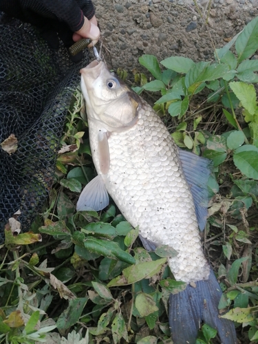 マブナの釣果