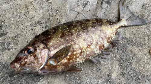 アイゴの釣果