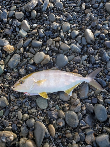 ショゴの釣果