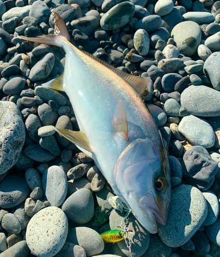 ショゴの釣果