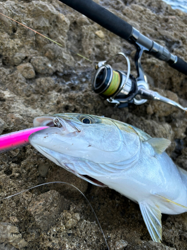 ヒラマサの釣果