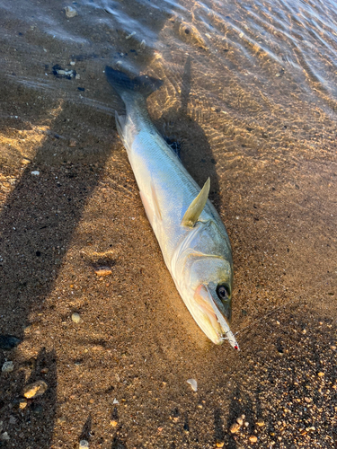 スズキの釣果