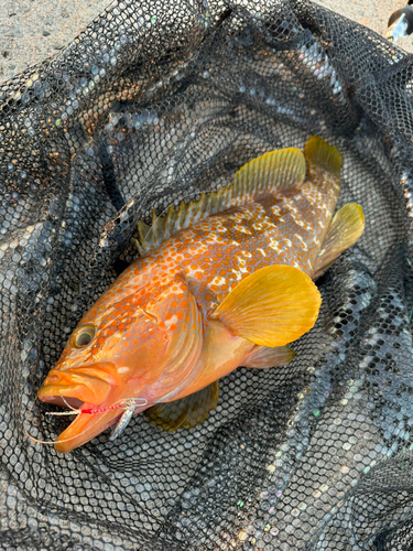 アコウの釣果