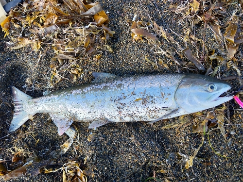 サケの釣果