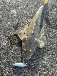 ミナミマゴチの釣果