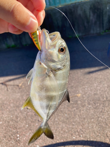 ギンガメアジの釣果