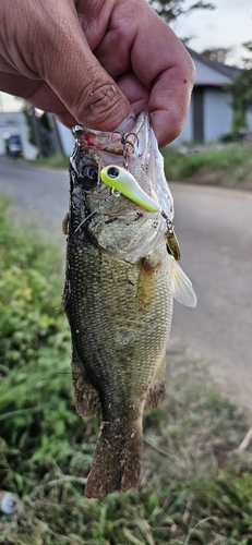 ブラックバスの釣果