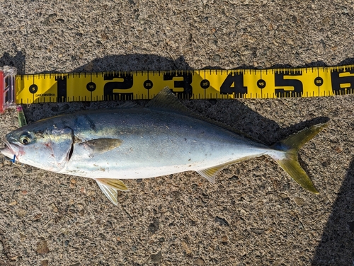 イナダの釣果