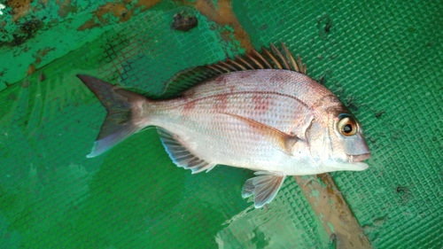 マダイの釣果