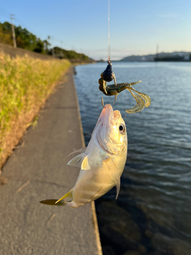 メッキの釣果