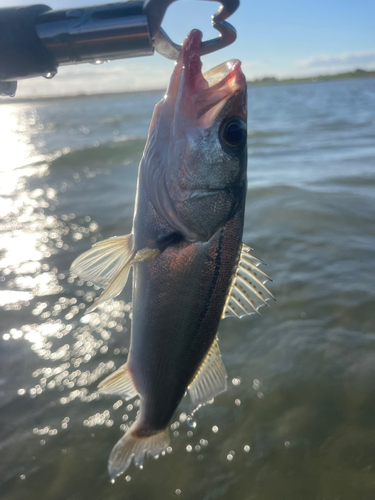 セイゴ（マルスズキ）の釣果