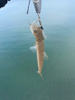 エソの釣果