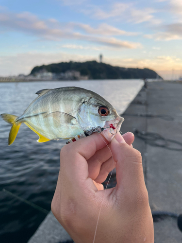 メッキの釣果