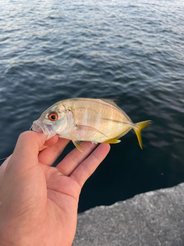 メッキの釣果