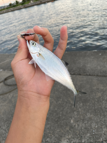 イケカツオの釣果