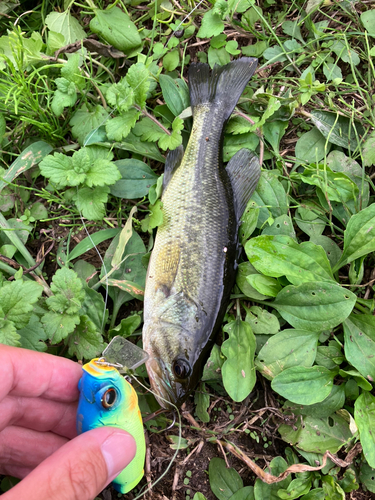 ブラックバスの釣果