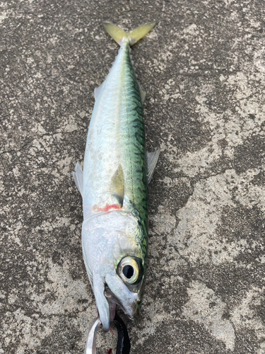 サバの釣果