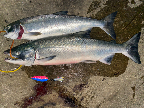 アキアジの釣果