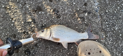 コイの釣果