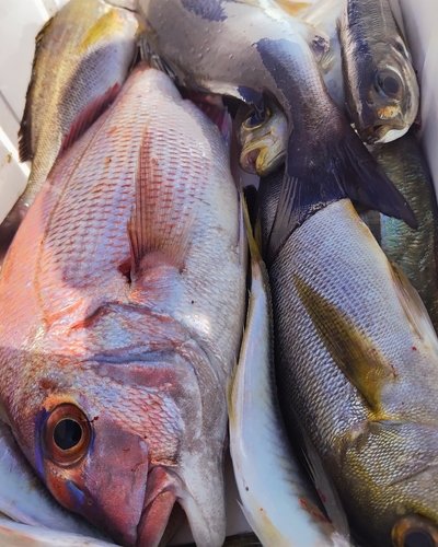 マダイの釣果