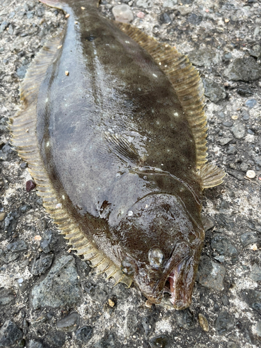 ヒラメの釣果