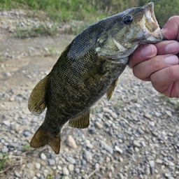 スモールマウスバス