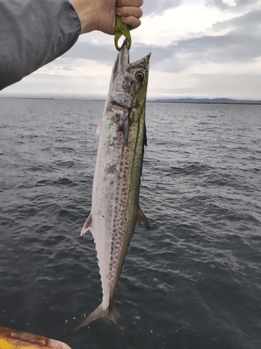 サワラの釣果