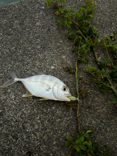 メッキの釣果