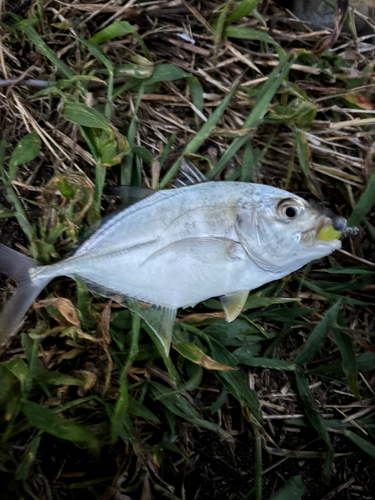 メッキの釣果