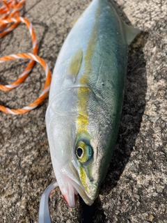 ワカシの釣果