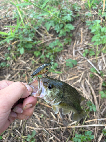 ラージマウスバスの釣果