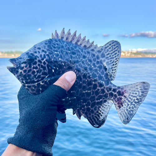 イシガキダイの釣果