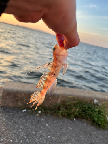 イトヒキハゼの釣果