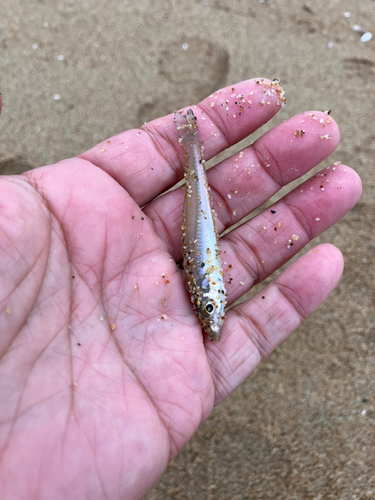 キスの釣果