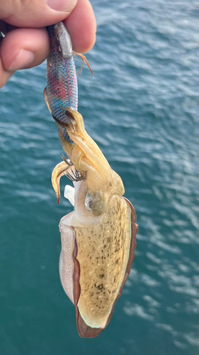 コウイカの釣果